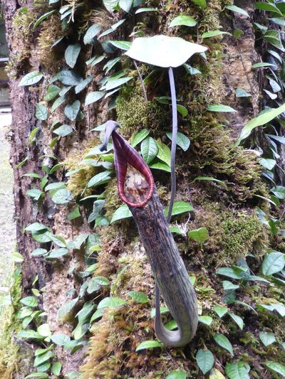 Nepenthes fusca, photographed by ml_ls