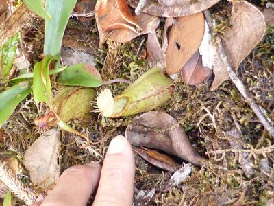Nepenthes tentaculata, photographed by ml_ls