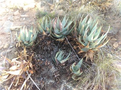 Aloe comptonii, photographed by Brian du Preez