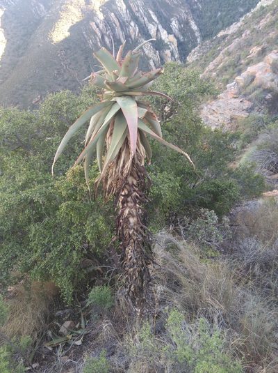 Aloe speciosa, photographed by Brian du Preez