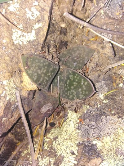 Gasteria vlokii, photographed by Brian du Preez