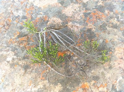 Dolichothrix ericoides, photographed by Brian du Preez