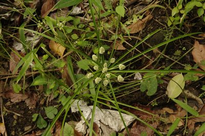 Cyperus luzulae, photographed by Eric Knight