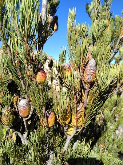 Leucadendron nobile, photographed by Brian du Preez