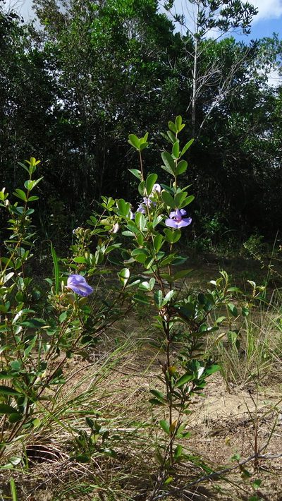 Periandra mediterranea, photographed by russiannaturalistbrazil