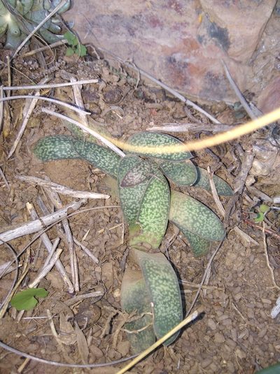 Gasteria vlokii, photographed by Brian du Preez