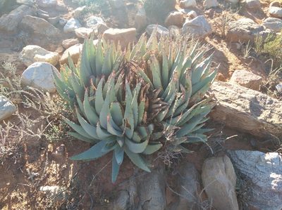 Aloe claviflora, photographed by Brian du Preez