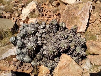 Euphorbia polygona, photographed by Brian du Preez