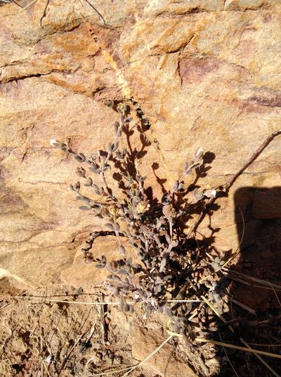 Trichodiadema obliquum, photographed by Brian du Preez