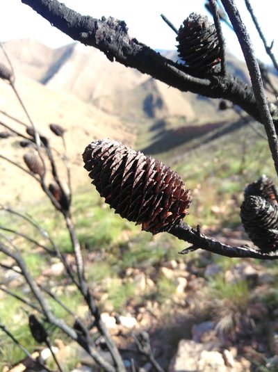 Leucadendron nobile, photographed by Brian du Preez