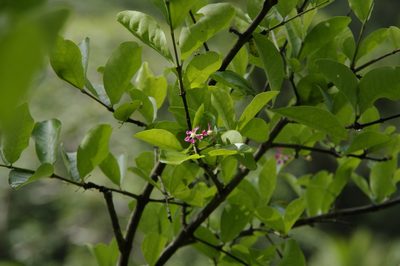 Malpighia emarginata, photographed by Eric Knight