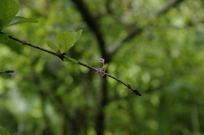 Malpighia emarginata, photographed by Eric Knight