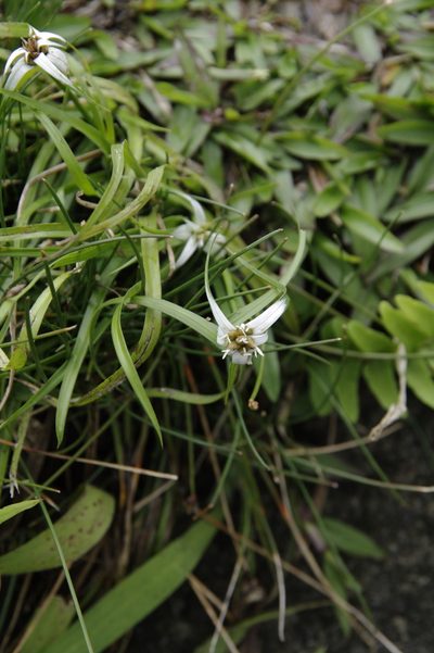 Rhynchospora pura, photographed by Eric Knight