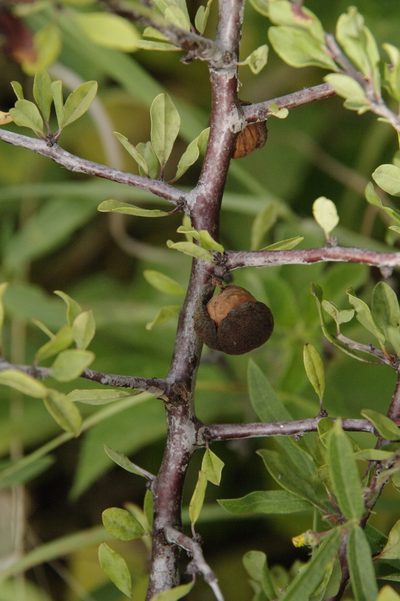 Prunus minutiflora, photographed by Eric Knight