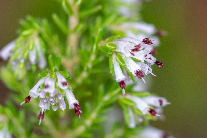 Erica ecklonii, photographed by magriet b