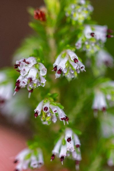 Erica ecklonii, photographed by magriet b