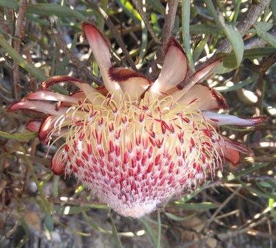 Protea humiflora, photographed by Brian du Preez