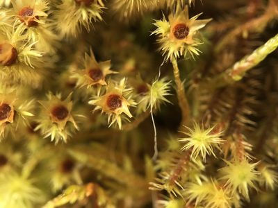 Breutelia chrysocoma, photographed by Andrew Melton