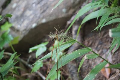 Dichanthelium polyanthes, photographed by Mike B