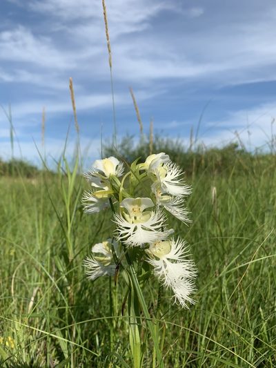 Platanthera praeclara, photographed by Brandon Corder