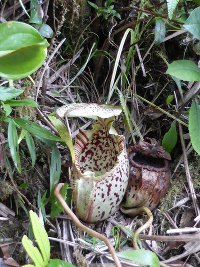Nepenthes burbidgeae, photographed by ml_ls