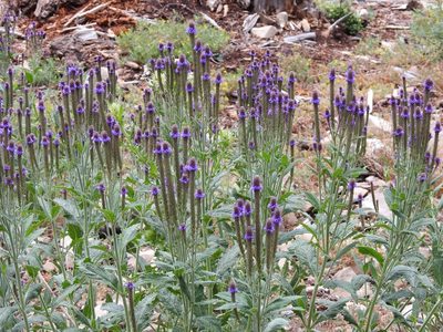 Verbena macdougalii, photographed by CK2AZ