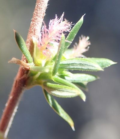 Cliffortia ramosissima, photographed by Nicola van Berkel