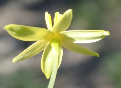 Pauridia trifurcillata, photographed by Nicola van Berkel
