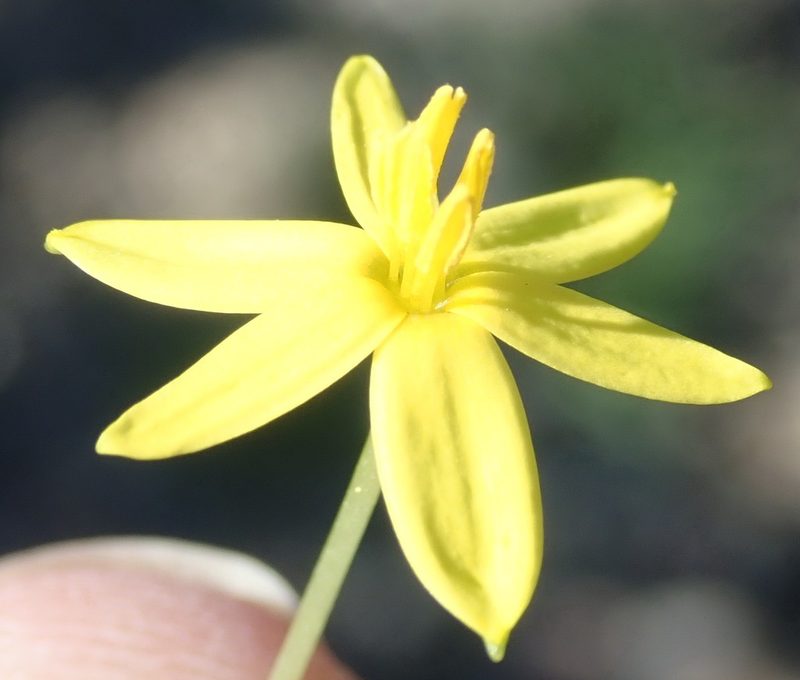 Pauridia trifurcillata, photographed by Nicola van Berkel
