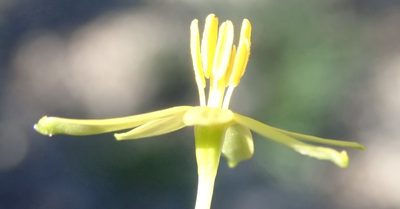 Pauridia trifurcillata, photographed by Nicola van Berkel