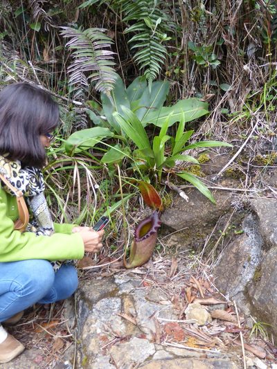 Nepenthes rajah, photographed by ml_ls