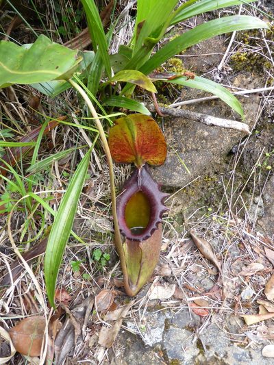 Nepenthes rajah, photographed by ml_ls
