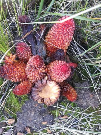 Mystropetalon thomii, photographed by Noeleen du Toit