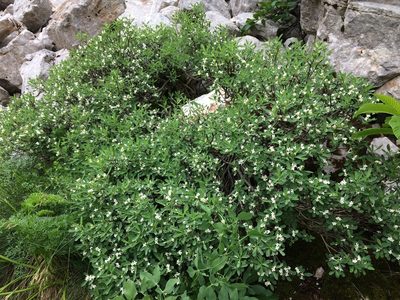 Daphne alpina, photographed by Mirko Ubović