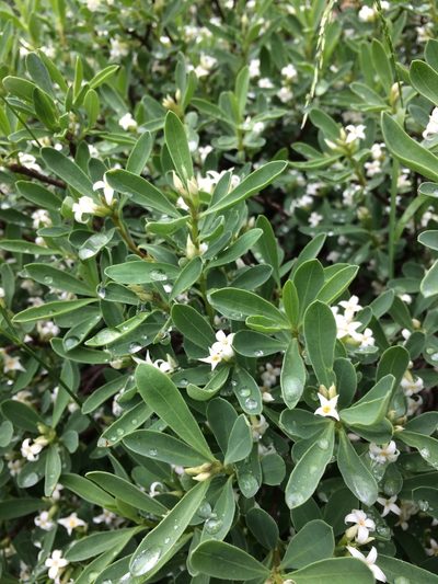 Daphne alpina, photographed by Mirko Ubović