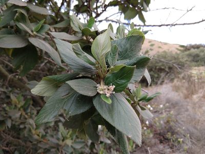 Ceanothus arboreus, photographed by Quentin Groom