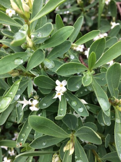 Daphne alpina, photographed by Mirko Ubović
