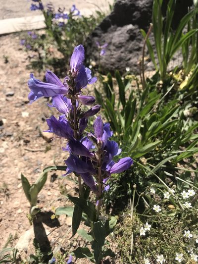 Penstemon leiophyllus, photographed by Stephanie Taylor