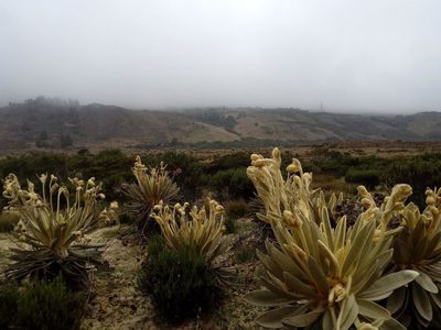 Espeletia lopezii, photographed by Andrés Ramírez-Barrera