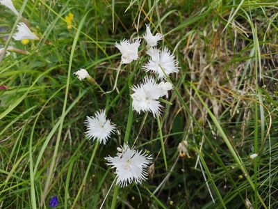 Dianthus praecox, photographed by Jens-Christian Svenning