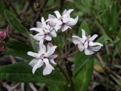Asclepias humilis, photographed by Klaus Wehrlin