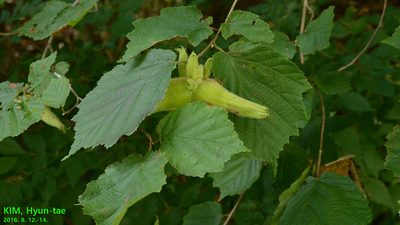 Corylus sieboldiana, photographed by Kim, Hyun-tae