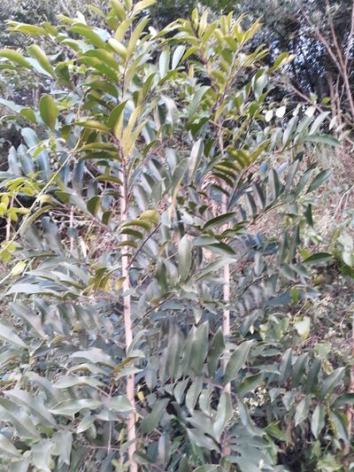 Zanthoxylum petiolare, photographed by Edson Luis Fabro Gasperin