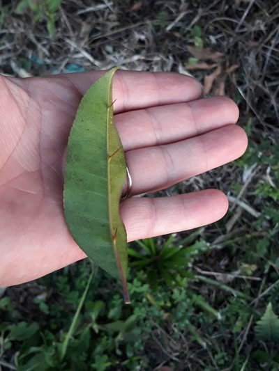 Zanthoxylum petiolare, photographed by Edson Luis Fabro Gasperin
