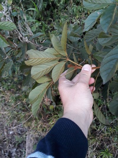 Handroanthus chrysotrichus, photographed by Edson Luis Fabro Gasperin