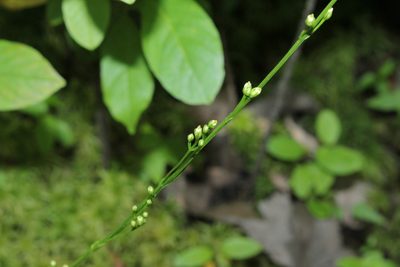 Bartonia virginica, photographed by Quinten Wiegersma