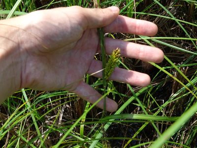 Carex lacustris, photographed by Reuven Martin