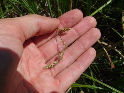 Carex prairea, photographed by Reuven Martin