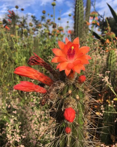 Borzicactus sepium, photographed by Brendan Black