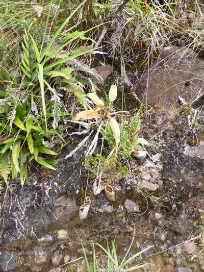 Nepenthes burbidgeae, photographed by ml_ls